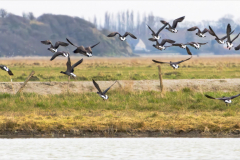 Mont-St-Michel-Micambor-021