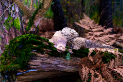 Poule-faisane-vraie-Nature-Morte-Micamb