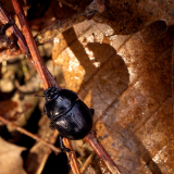 scarabee - christophe