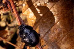 scarabee - christophe