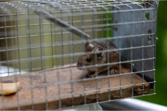 Piege-a-rat-mulot-micambor