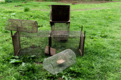 R_7_6118-Cage-a-rats-Gaetan