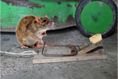 Tapette-a-rats-J