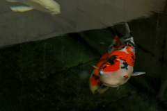 Carpes-Koi_Michel-CZ