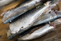 sardines_michel-b
