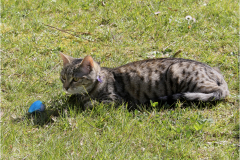 IMG_5942-copie