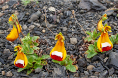 calceolaria-uniflora