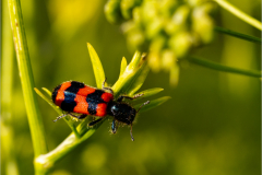 Clairon-des-abeilles-Micamb