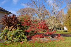 Erable-japonais-MiCambor-01