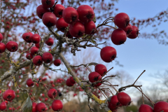 Baie rouge - GRobin