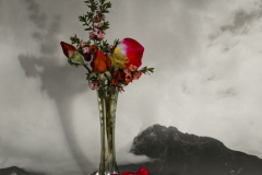 Rouge-petal-Micambor