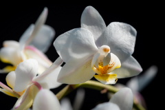 Orchidee_JMNiron