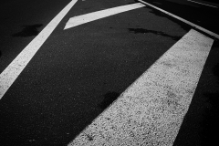 Zébras - Christophe