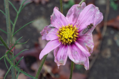 Cosmos-Michel-CZ