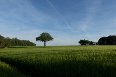 Solitude-verte-Micamb