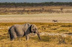 Parc Etosha Namibie - Erick