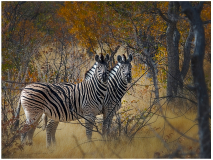 Zebres-Namibie
