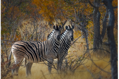 Zebres-Namibie