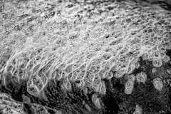 1_Anna-texture