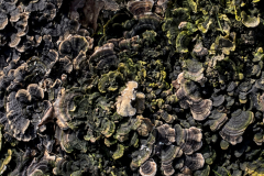 Texture-Celine
