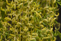 texture-vegetale-micamb-01