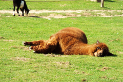 Grosse-fatigue-Michel-CZ