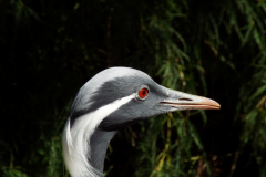 Red-eye-Michel-CZ